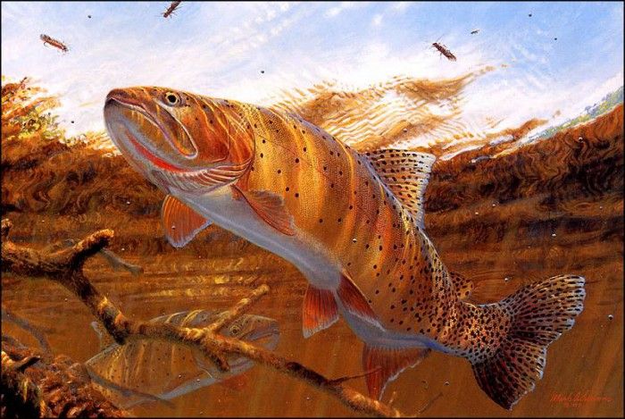 bs-na- Mark Sussino- Matching The Hatch- Cutthroat Trout. Sussino, 
