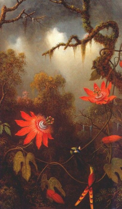 heade 2 hummingbirds perched on passion flower vines c1870-83. ,  