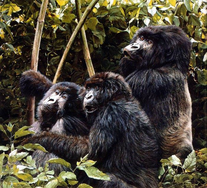 Ae 55 Mountain Gorillas Simon Combes sqs. , 