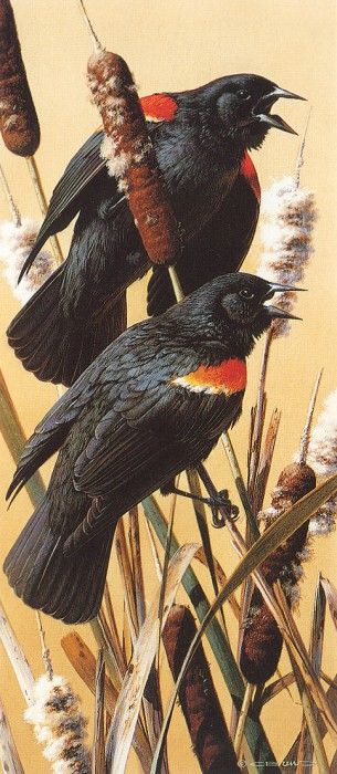 kb Brenders Carl Red Winged Blackbirds. Brenders Karl