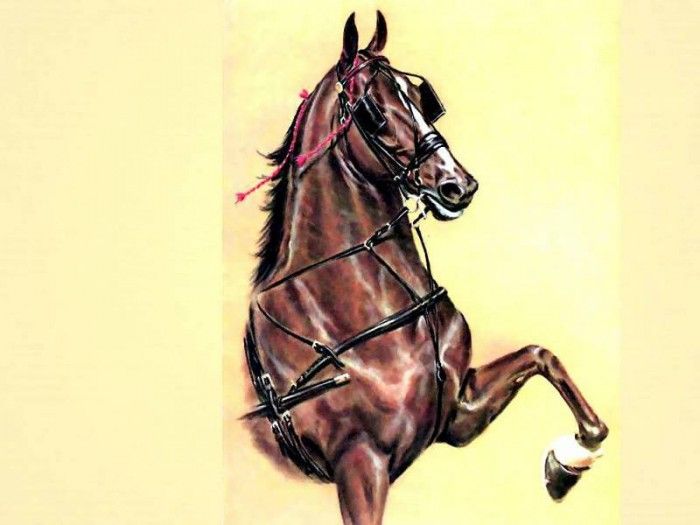 illustrated horse csg003 donald schwartz. , 