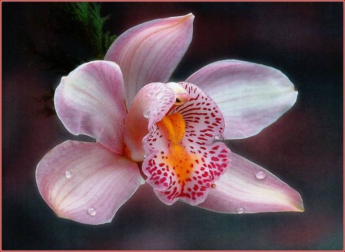 pa SimonKayne BeautifulFlorals 06. Kayne, 
