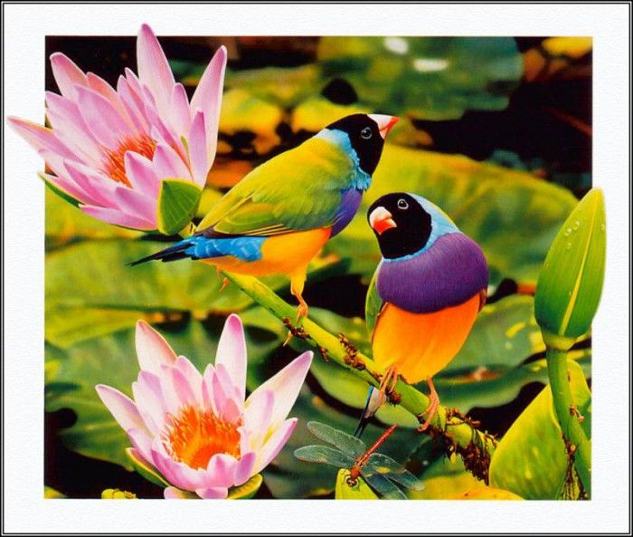 pa AusGeoArt 2003 05 EgoGuiotto GouldianFinch. Guiotto, 