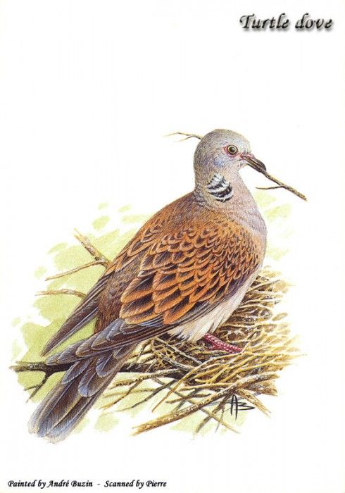 abs 14 turtle dove. , 