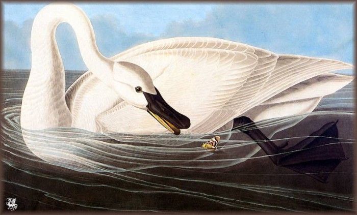 ma Audubon Trumpeter Swan. Audubon,  