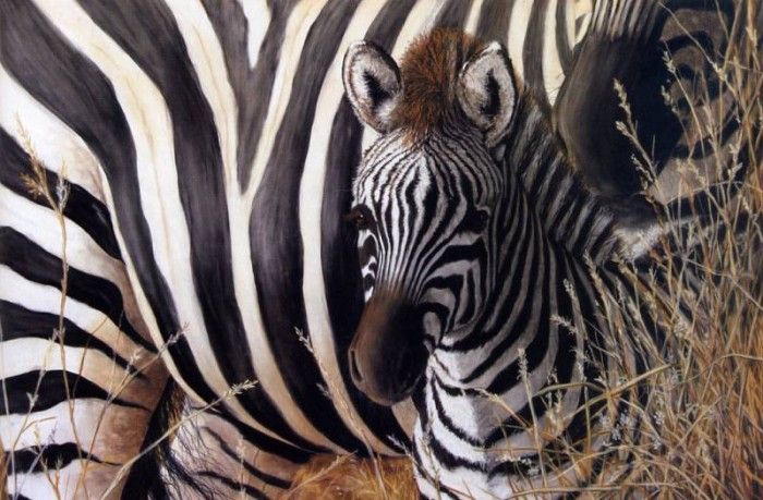 Sallie Lynn Davis - At Mothers Side, Young Zebra, De. ,  