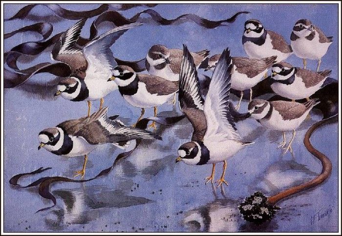 43651. Tunnicliffe, 