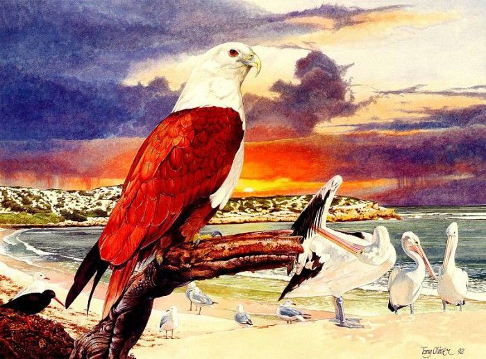 Oz AGls049 Tony Oliver Brahminy Kite. , 