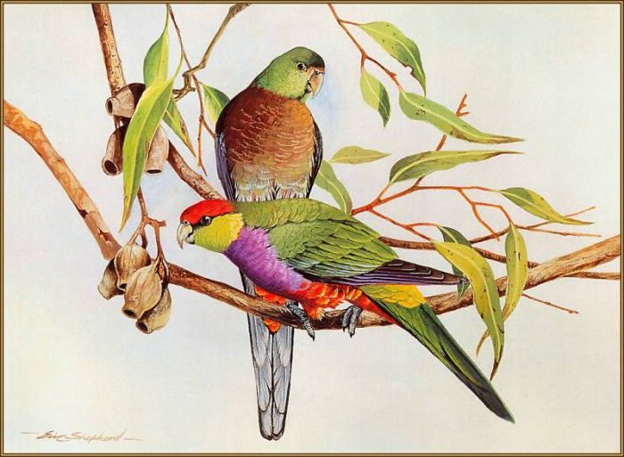 pa EricShepherd 02 Red CappedParrot. , 