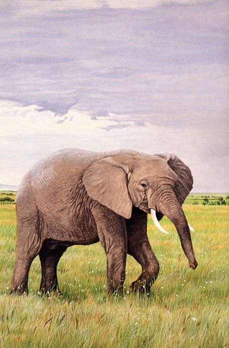 Parker, Ron - African Elephant (end. , 