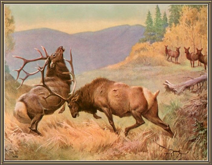 cr WalterWebber-05-AmericanElkOrWapiti. , 