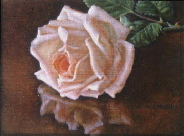 Hardy David Fallen Rose With Reflection. , 
