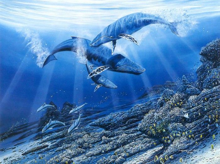 kb Nelson RL Discovery in Hana Waters. ,  