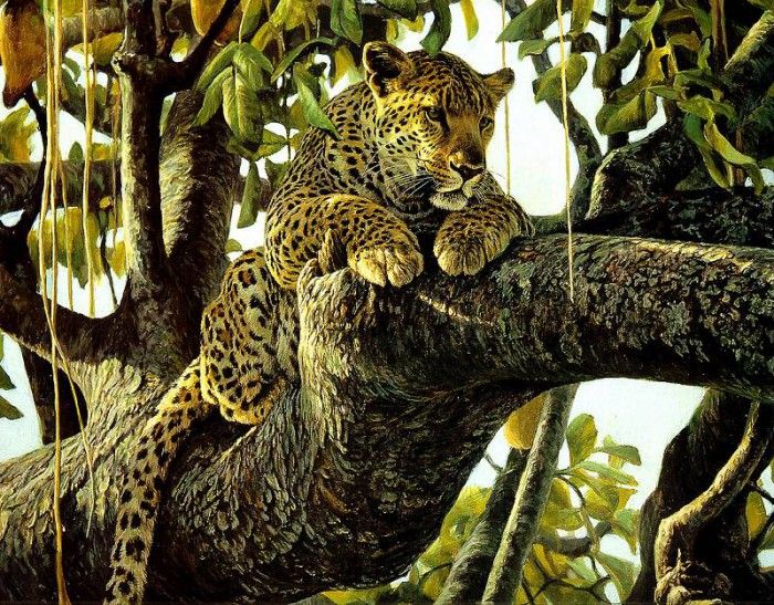 Safari 03 Leopard Robert Bateman sqs. Bateman, 