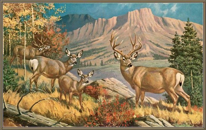 cr WalterWebber-10-RockyMountainMuleDeer. , 