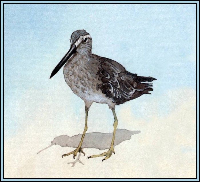 D50-AWE104-BR-Dowitcher. Bansemer, 