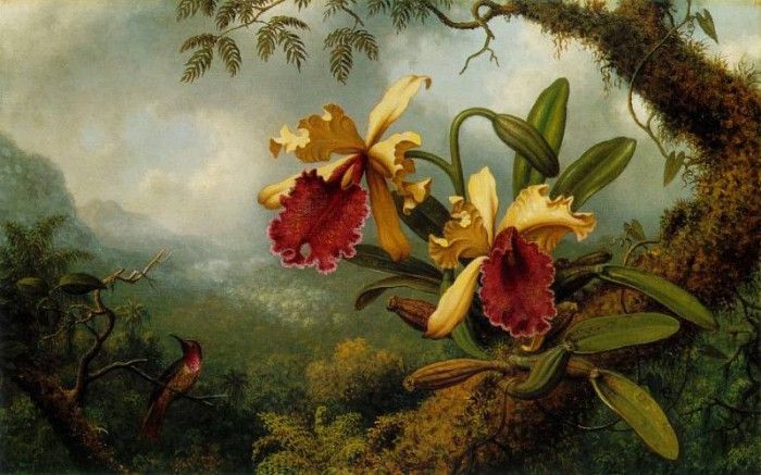 Orchids and Hummingbird ATC. ,  