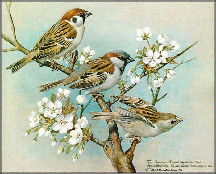 pa BasilEde 21 TreeSparrow&HouseSparrow. ���, �������