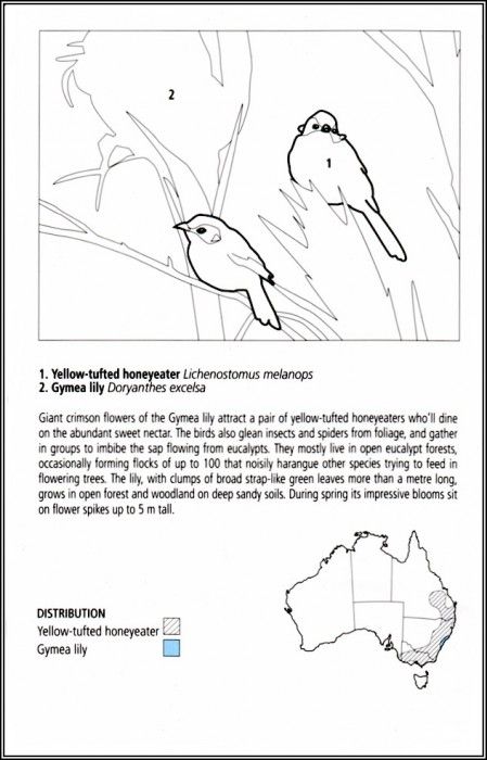 pa EgoGuiotto AG2004 01 Yellow TuftedHoneyeater Key. Guiotto, 