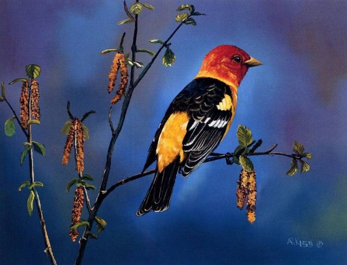 Andrew Kiss - Western Tanager, De. , 