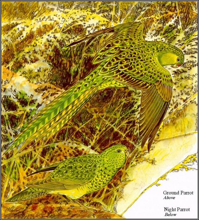 pa TonyOliver AustralianEndangeredWildlife 01. , 