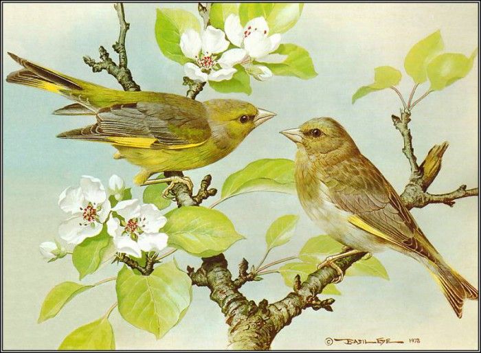 pa BasilEde 11 Greenfinch. ���, �������