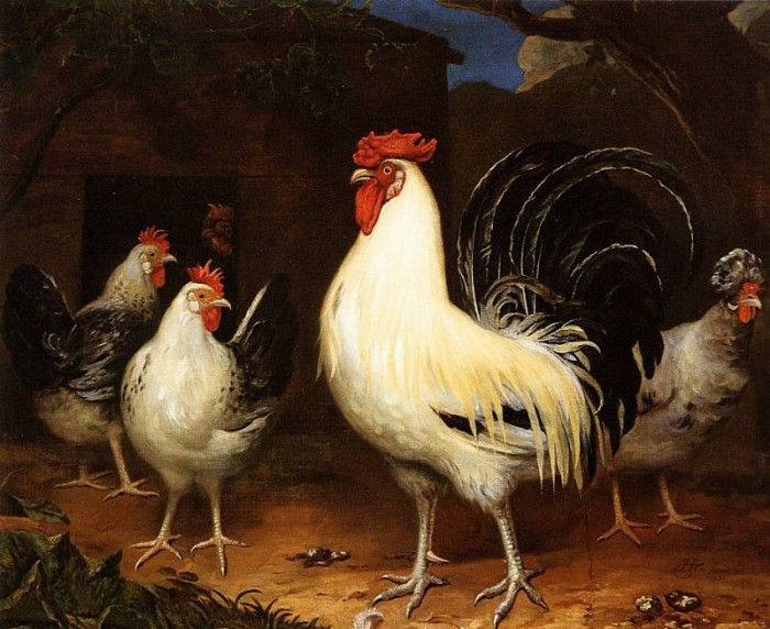 Oever ten Hendrick Rooster with chickens Sun. Oever, 