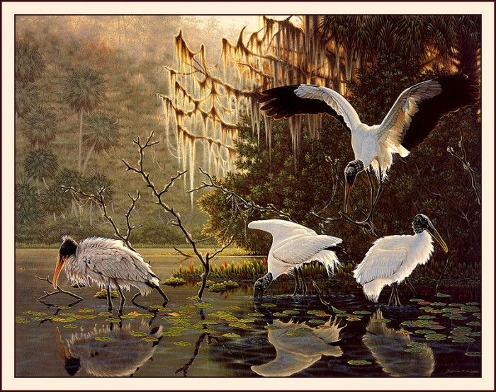 bs-na- Dee Smith- Still Waters- Woodstorks. ,  -Still