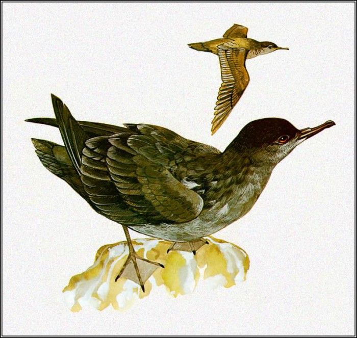 pa TonyOliver AustralianBirds 41 Short TailedShearwater. , 