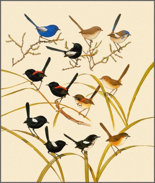 pa F&B PeterMarsack Fairy Wrens. Olsen, Penny