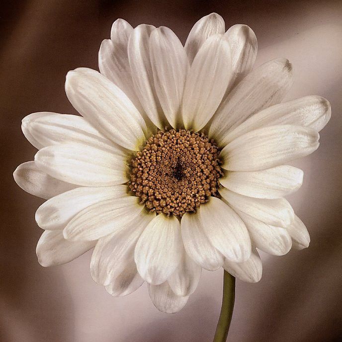 Tim Richter - Daisy, De. , 