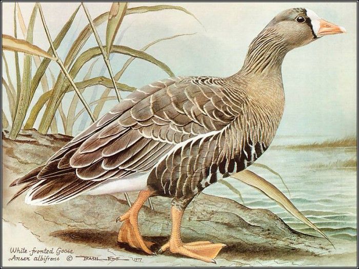 pa BasilEde 70 White FrontedGoose. , 