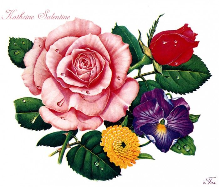 IS6 047 Kathrine Salentine 00 (Flowers). Salentine, 