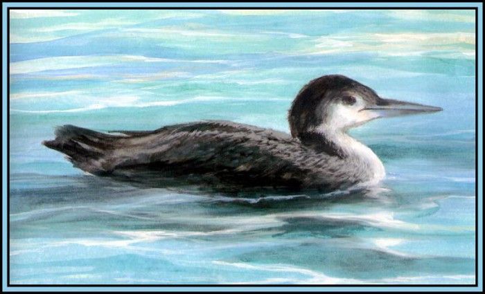 D50-AWE016-RB-Common Loon 2. Bansemer, 