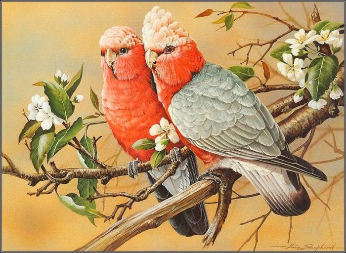 pa EricShepherd AP2004 11 Galahs. , 