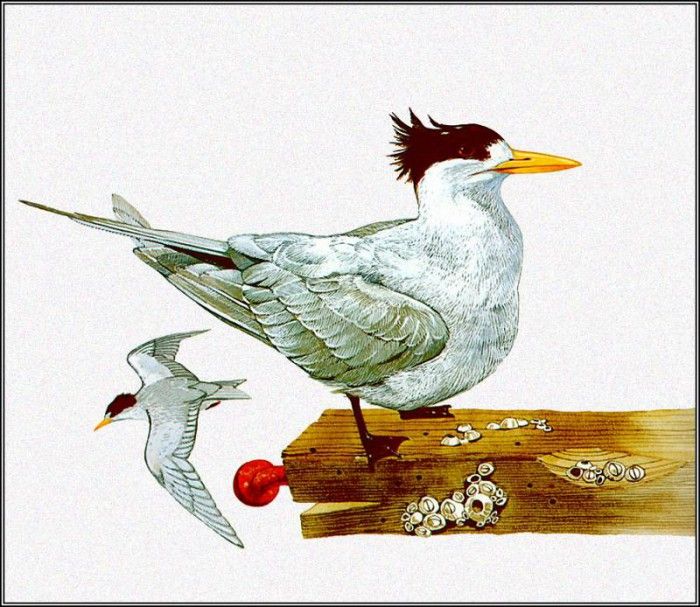 pa TonyOliver AustralianBirds 39 CrestedTern. , 