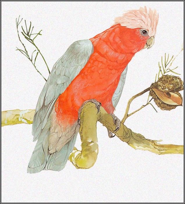 pa TonyOliver AustralianBirds 05 Galah. , 