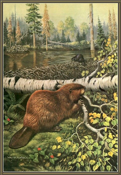 cr WalterWebber-08-Beavers. , 