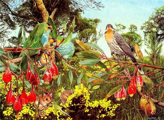 Oz AGls091 Tony Oliver Spiny-Cheeked Honeyeater. , 