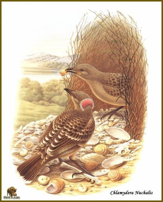 PO ptb 29 Jardinier � Nuque Rose. ����, ����