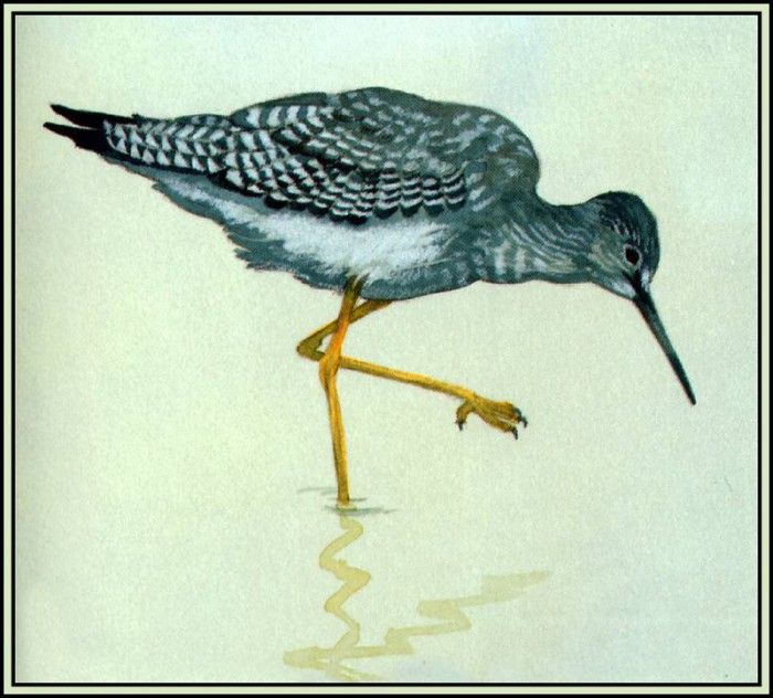 D50-AWE110-BR-Yellowlegs 2. Bansemer, 