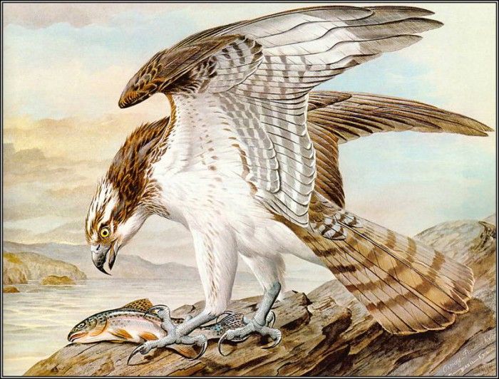 pa BasilEde 48 Osprey. , 