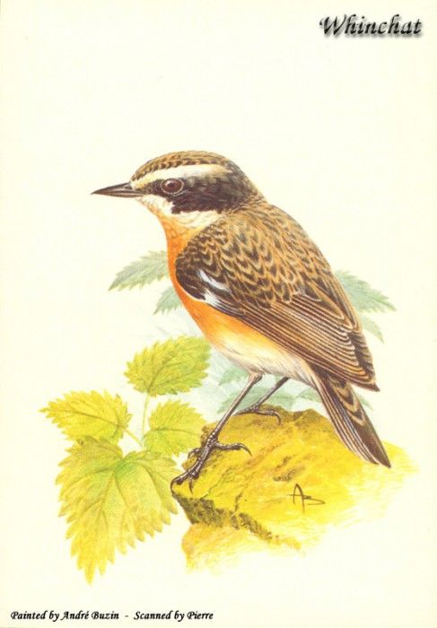 abs 15 whinchat. , 