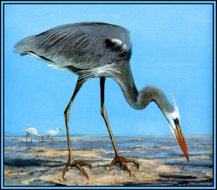 D50-AWE065-RB-Wurdemanns Heron 1. Bansemer, 