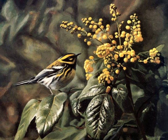 Terry Isaac - Townsend Warbler and Oregon Grapes, De. , 
