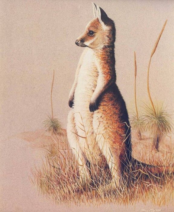 Oz AGls026 Rod Scott Baby Red Roo. , Rod