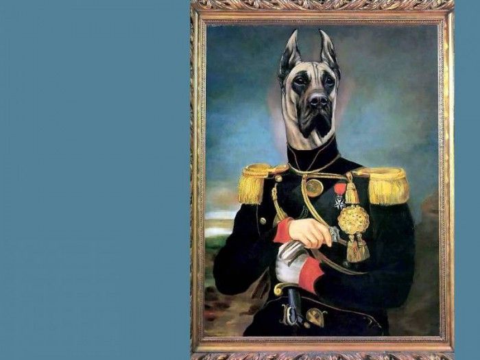 dog portraits csg019 king zoxtor of albania. �������, ������