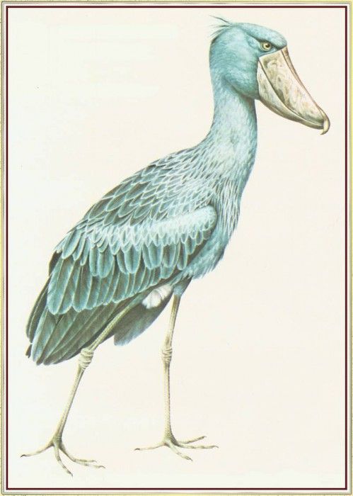 BarrettPeter ShoebillStorkorWhalehead-We. , 