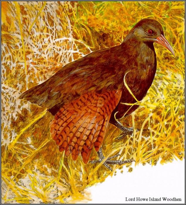pa TonyOliver AustralianEndangeredWildlife 09. , 