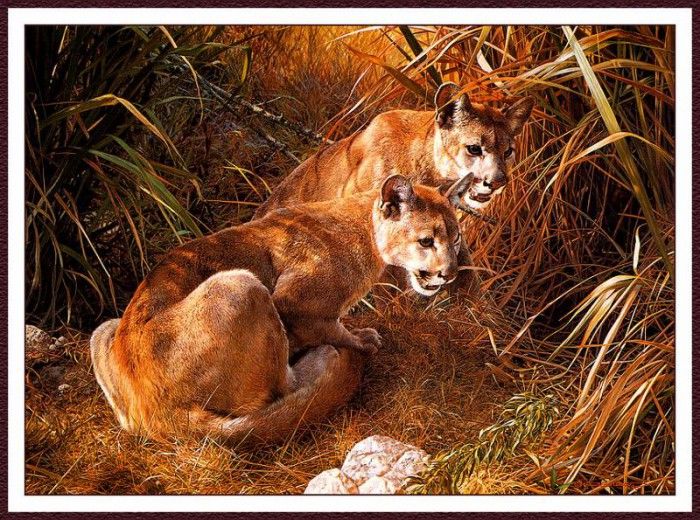 bs-na- Carl Brenders- Shadows In The Grass- Young Cougars. Brenders Karl